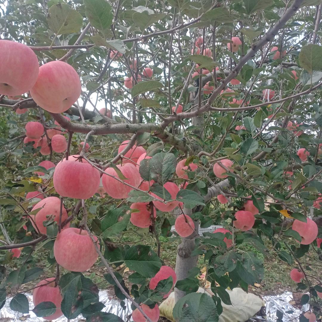 苹果大哥🍎
