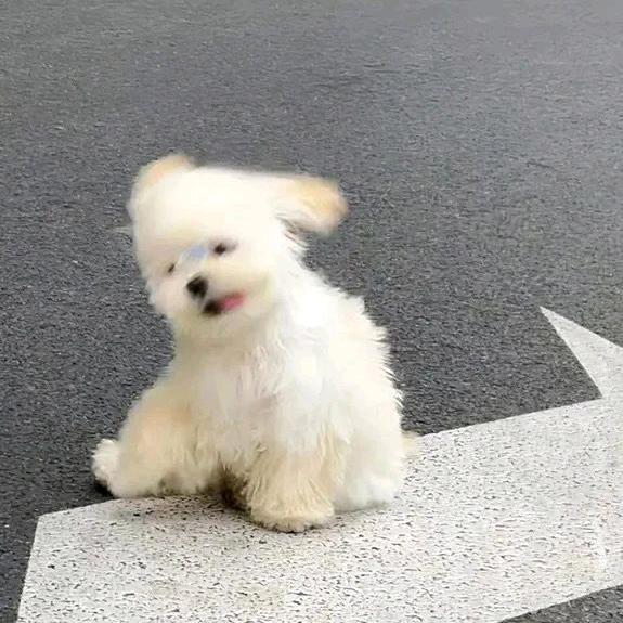 不做晚睡小狗