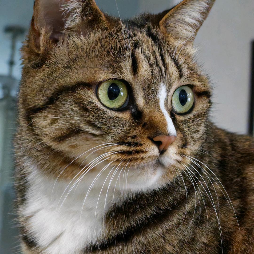 安哥爱猫