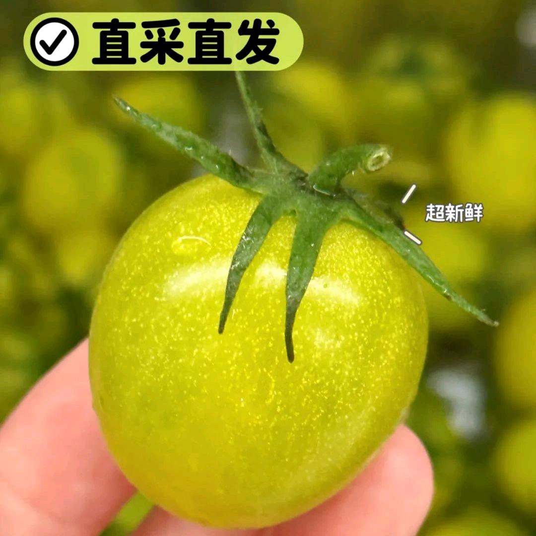 寿光-优甜果蔬 圣女果产地批发