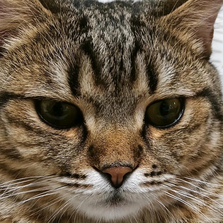 南瓜^0^兔子^0^饼