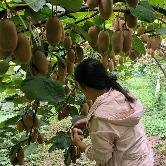 敏敏鲜果