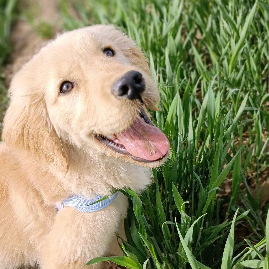 花花是条狗🐶