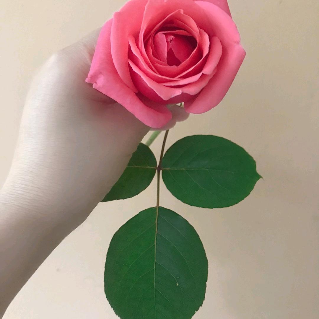 有风有雨☔️梦中倩影👫