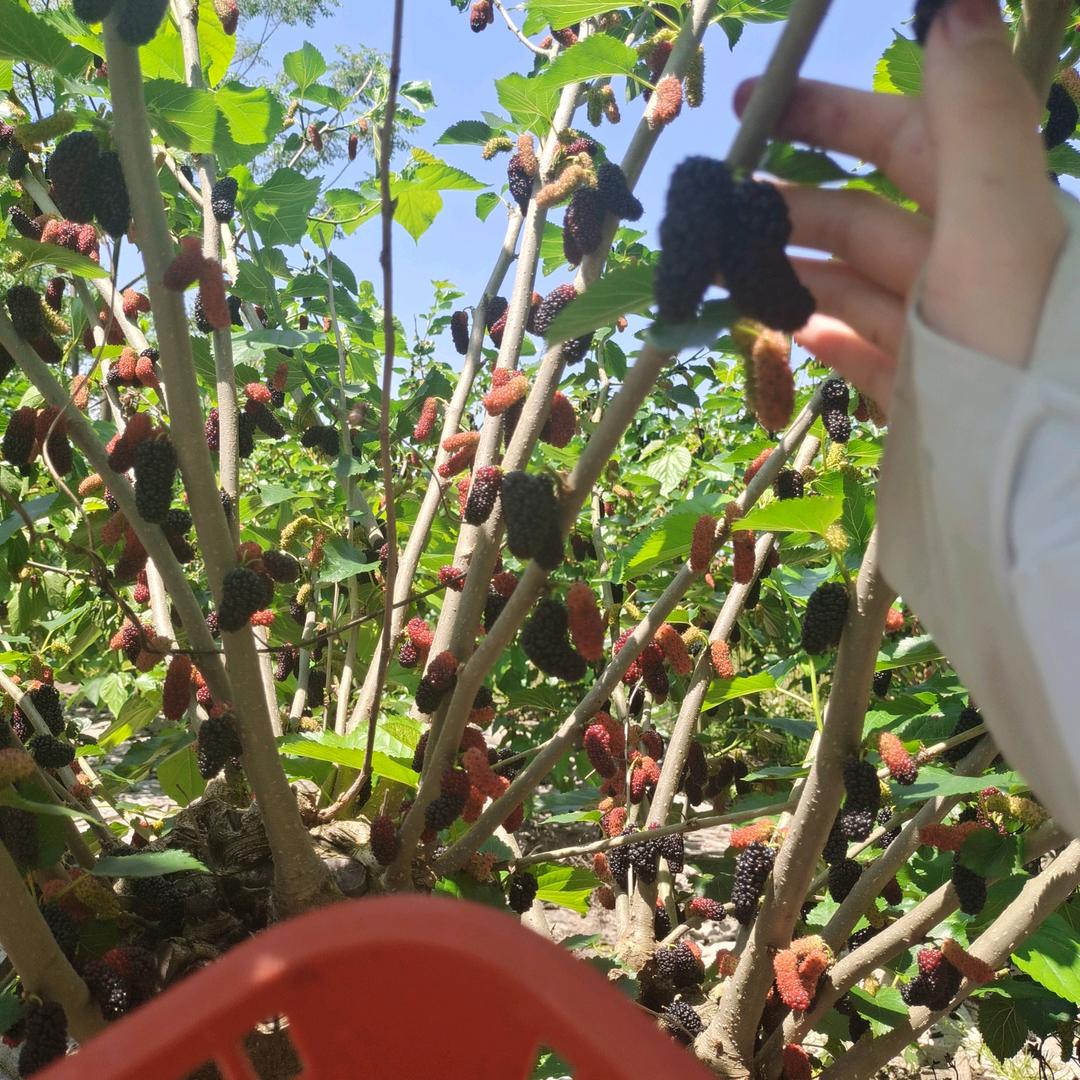 不吃糖