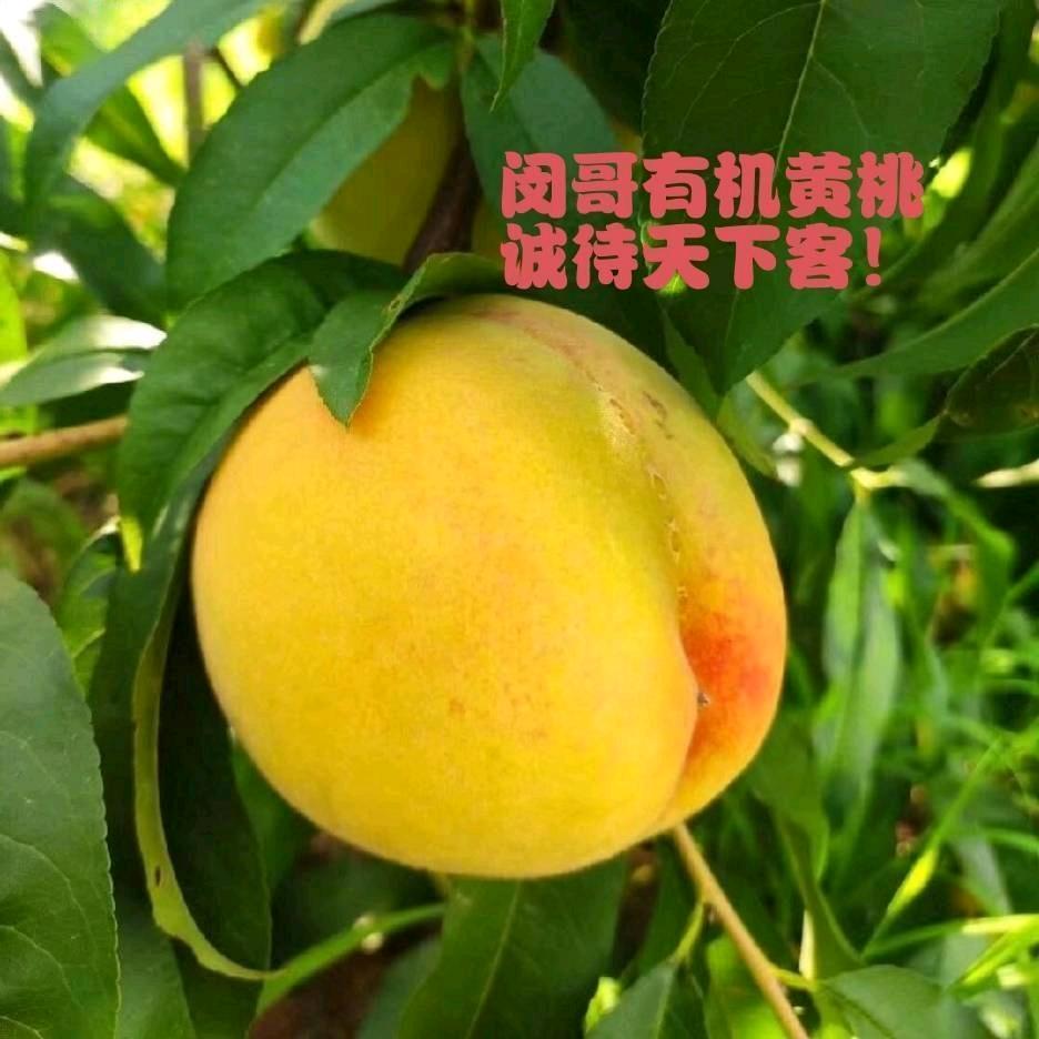 闵哥有机黄桃（许瀚升）