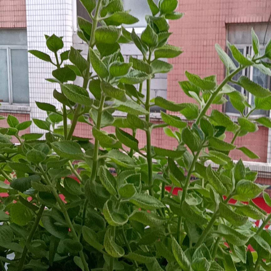 怀抱清风