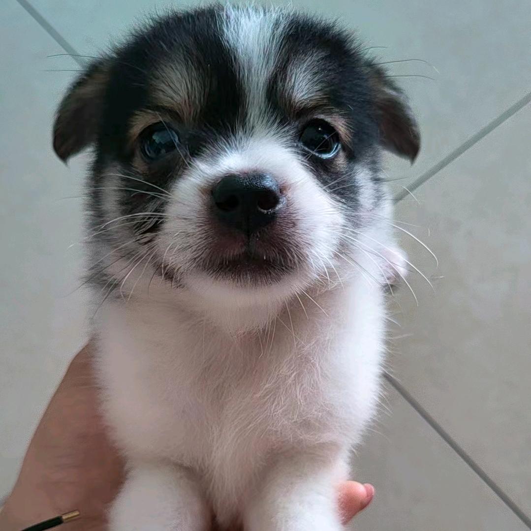 家有『吉祥』物