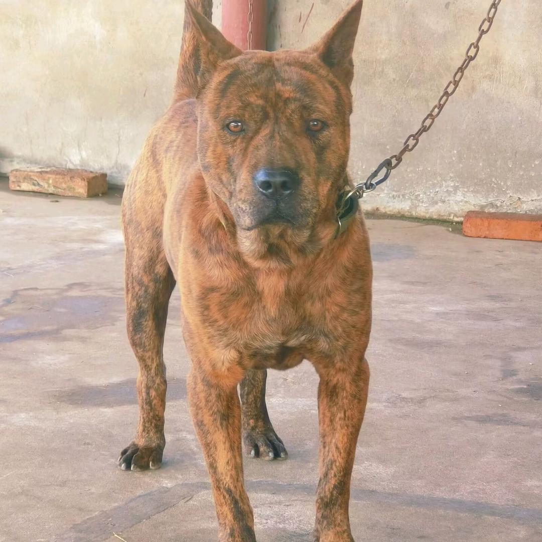 满亿犬舍二
