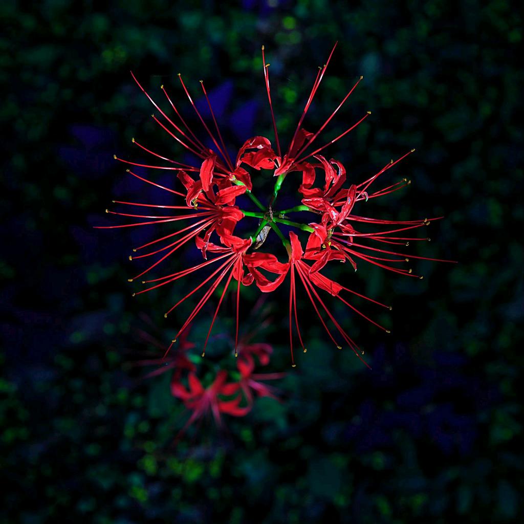 彼岸花