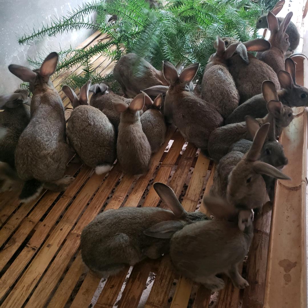贵溪市辉煌养殖场