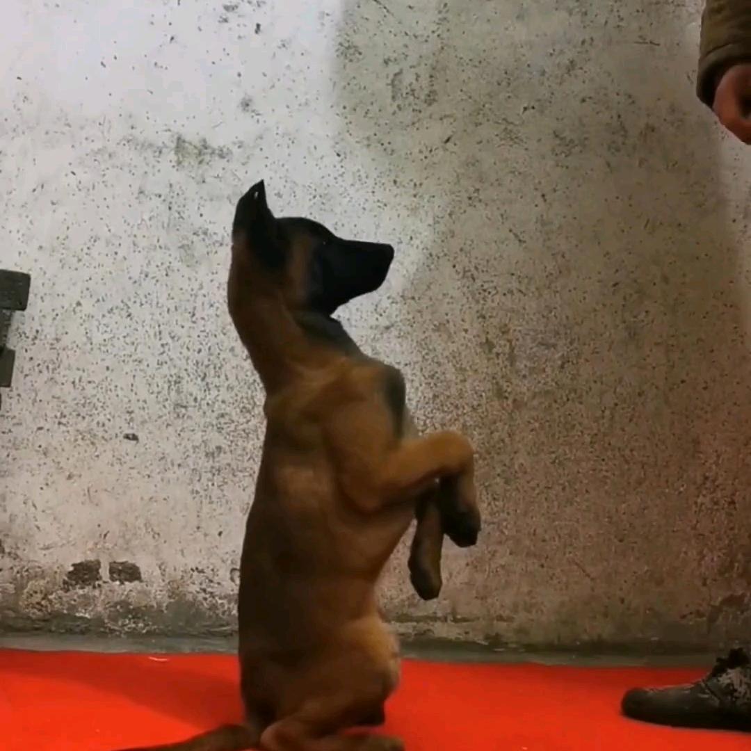 正祥农家护卫犬