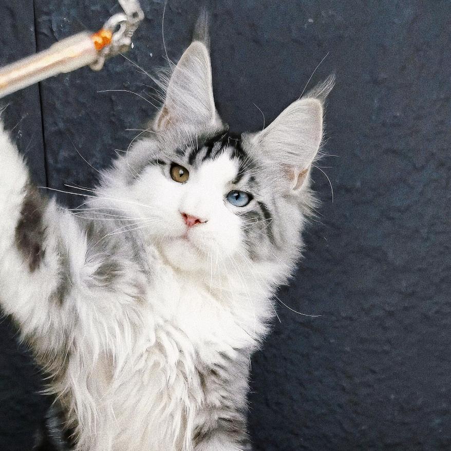 Z家·缅因猫🐱