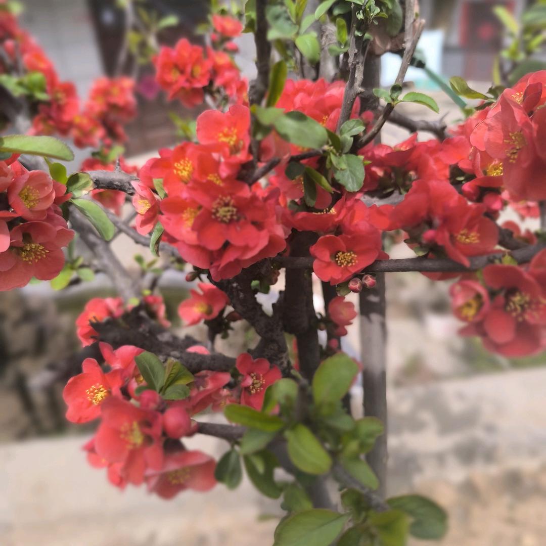 你好