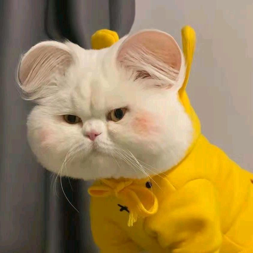 🌈一月23🍳🐹