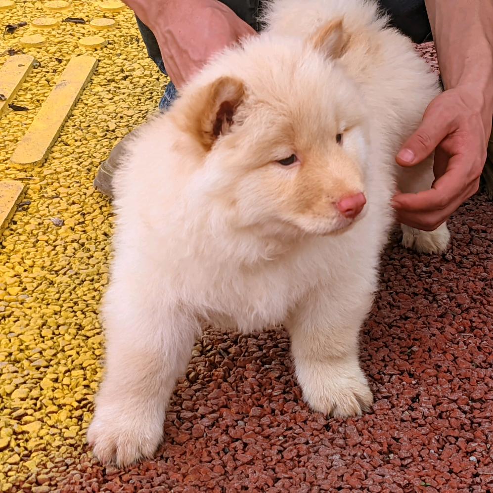 小田土松
