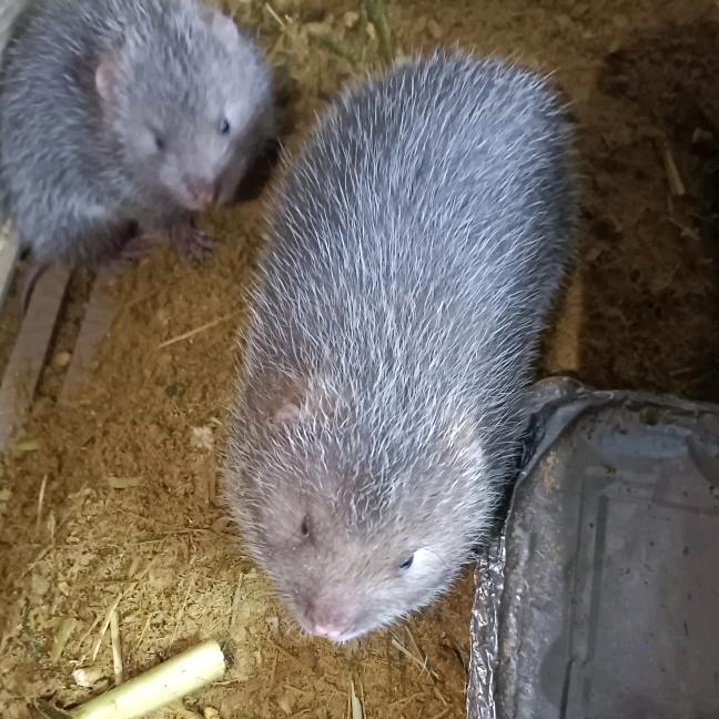 老李养竹鼠