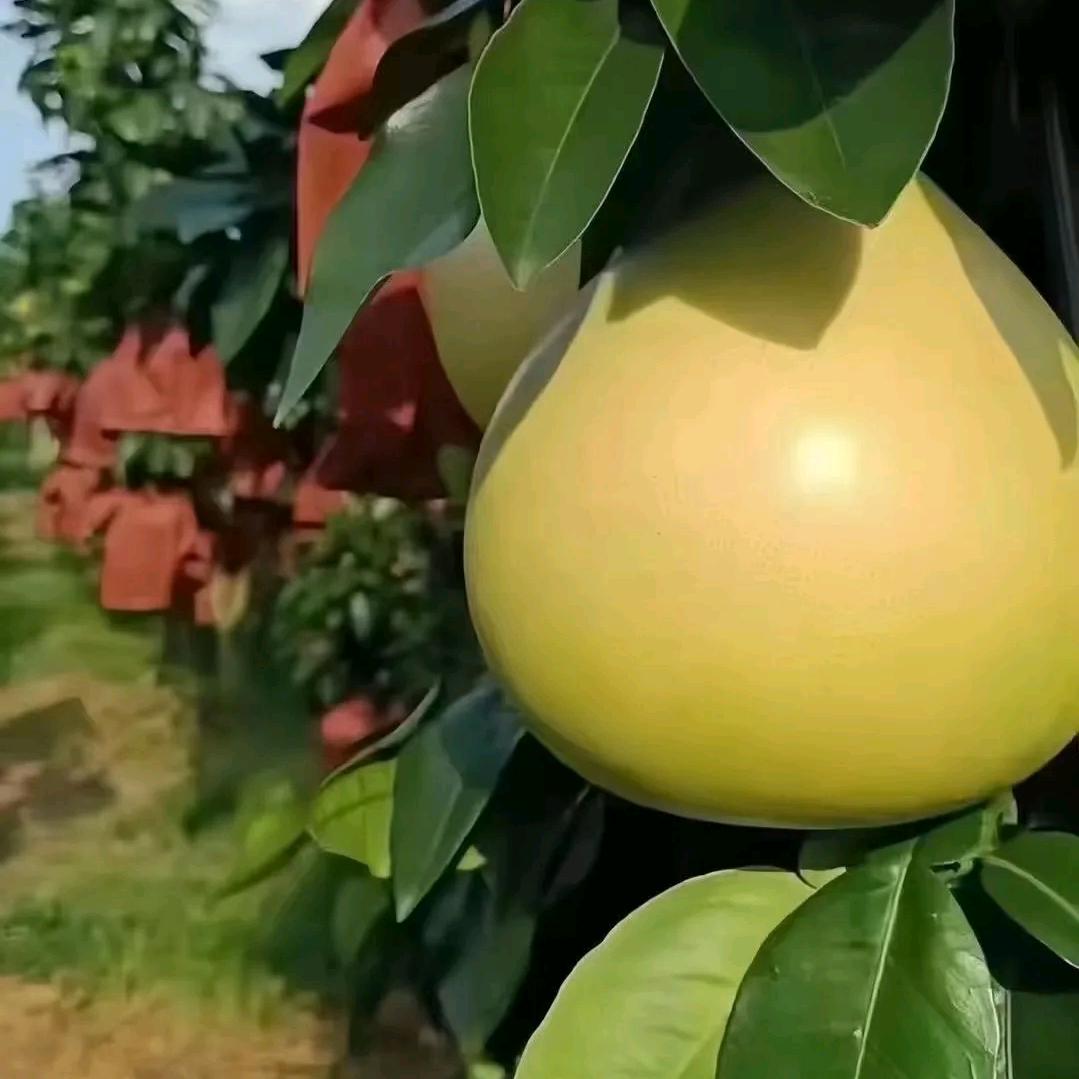 彭果园