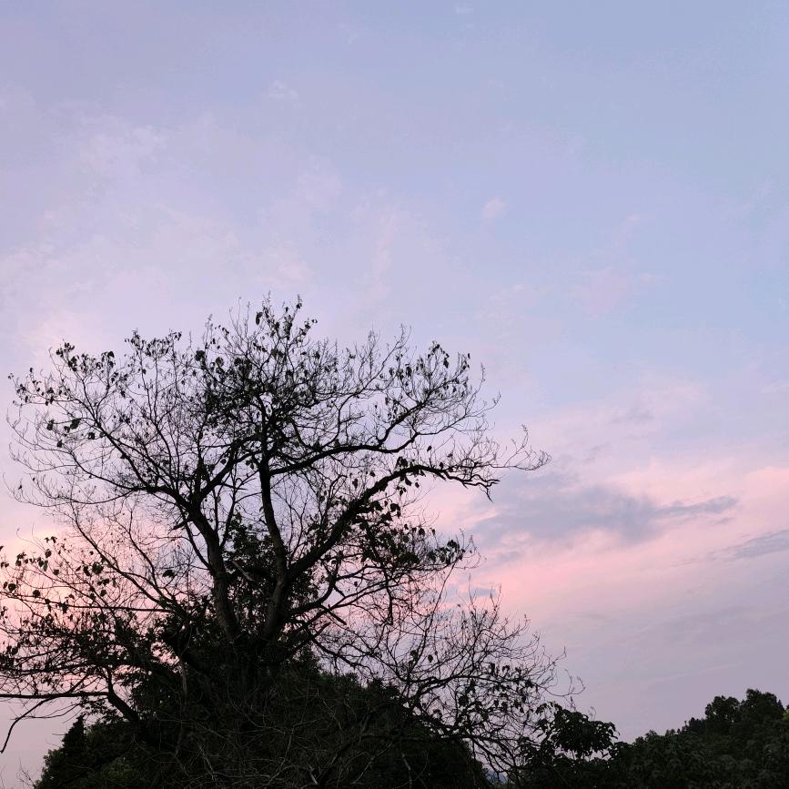 山风还是游鱼