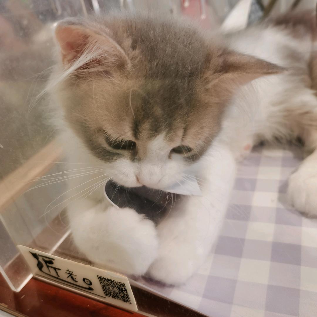꿈속의 수향