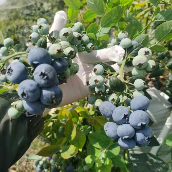 文山合丰蓝莓