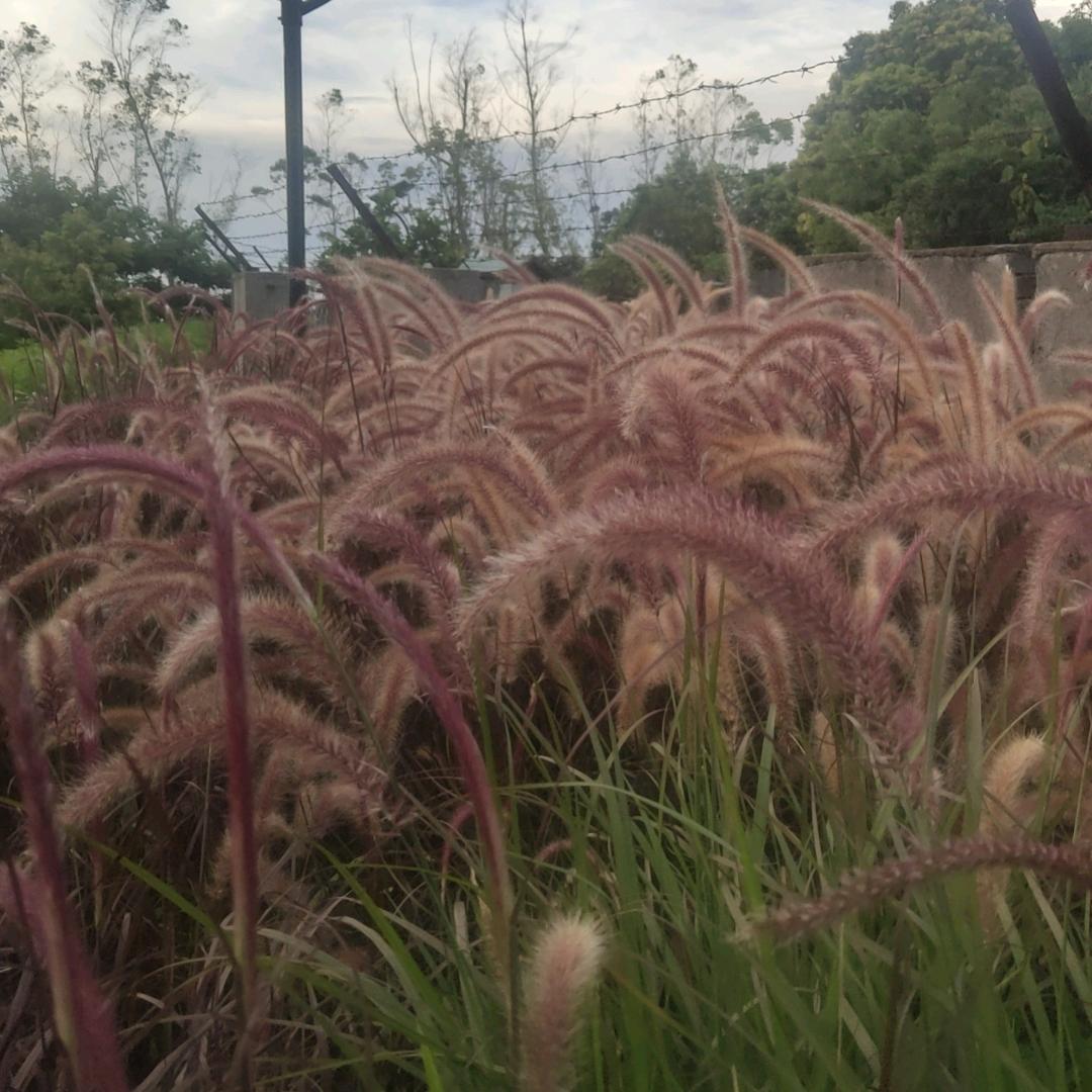 英英不认输