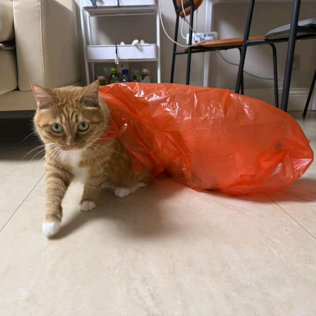 一只兔咪