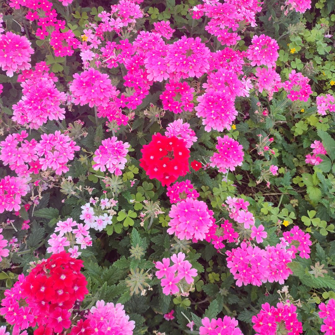 花蕊