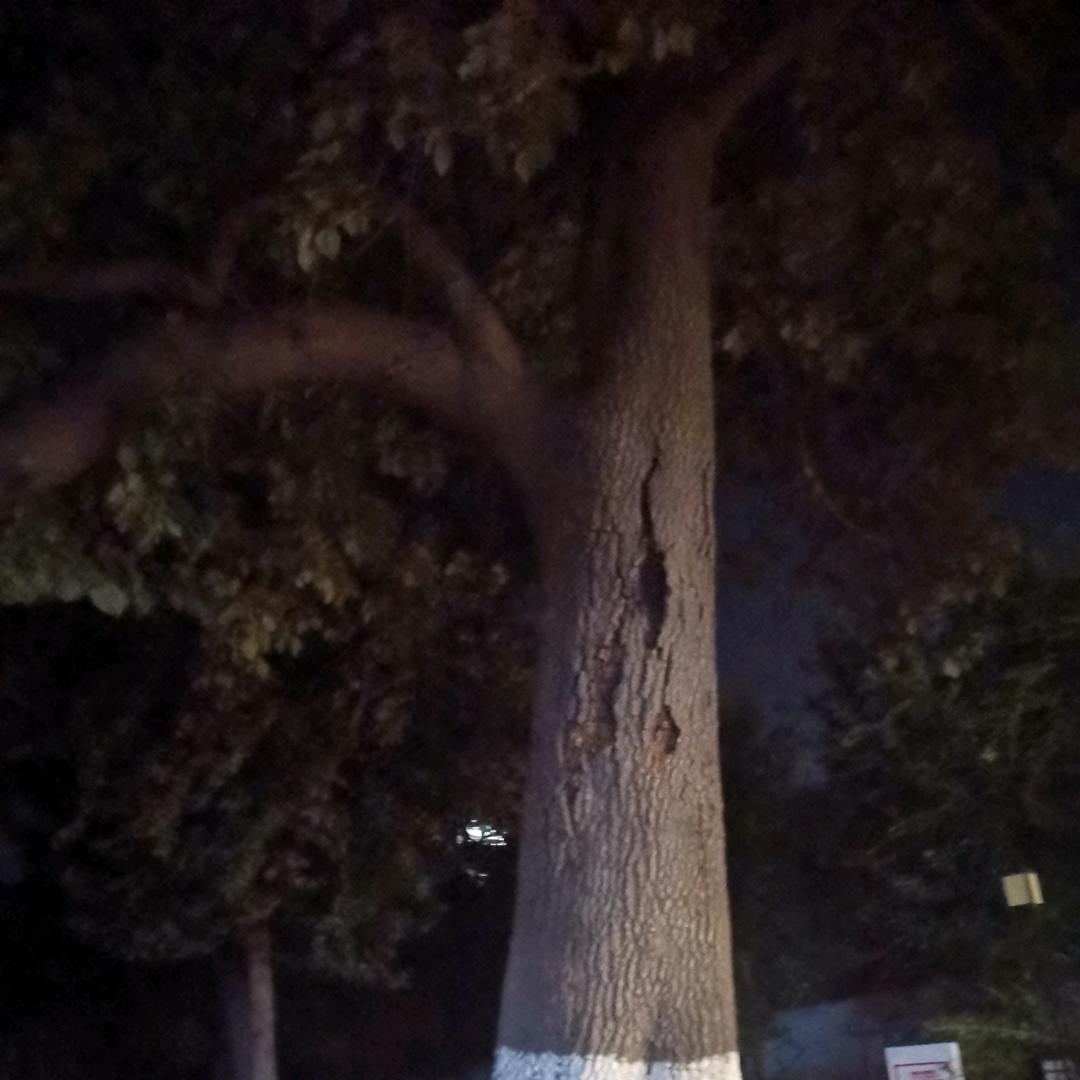 刘家小哥