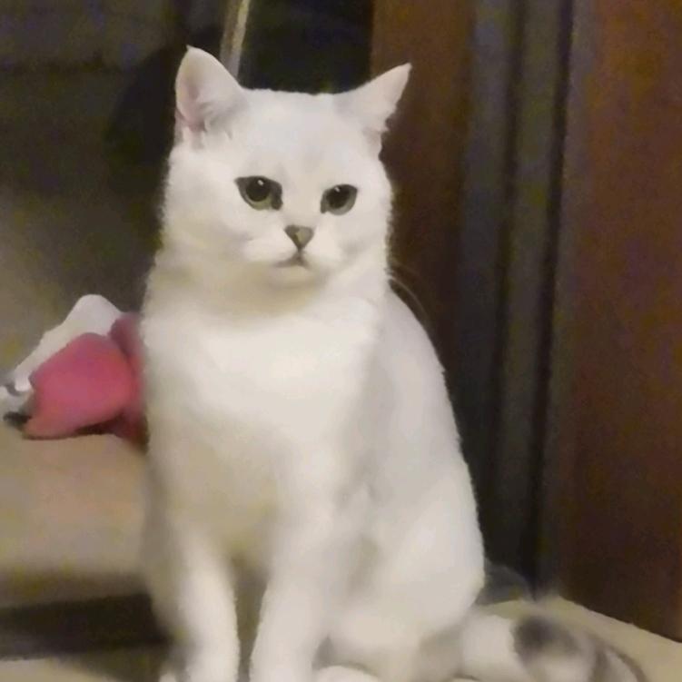 欣然小鱼
