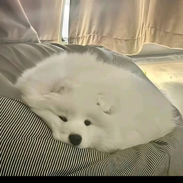 日暮途远