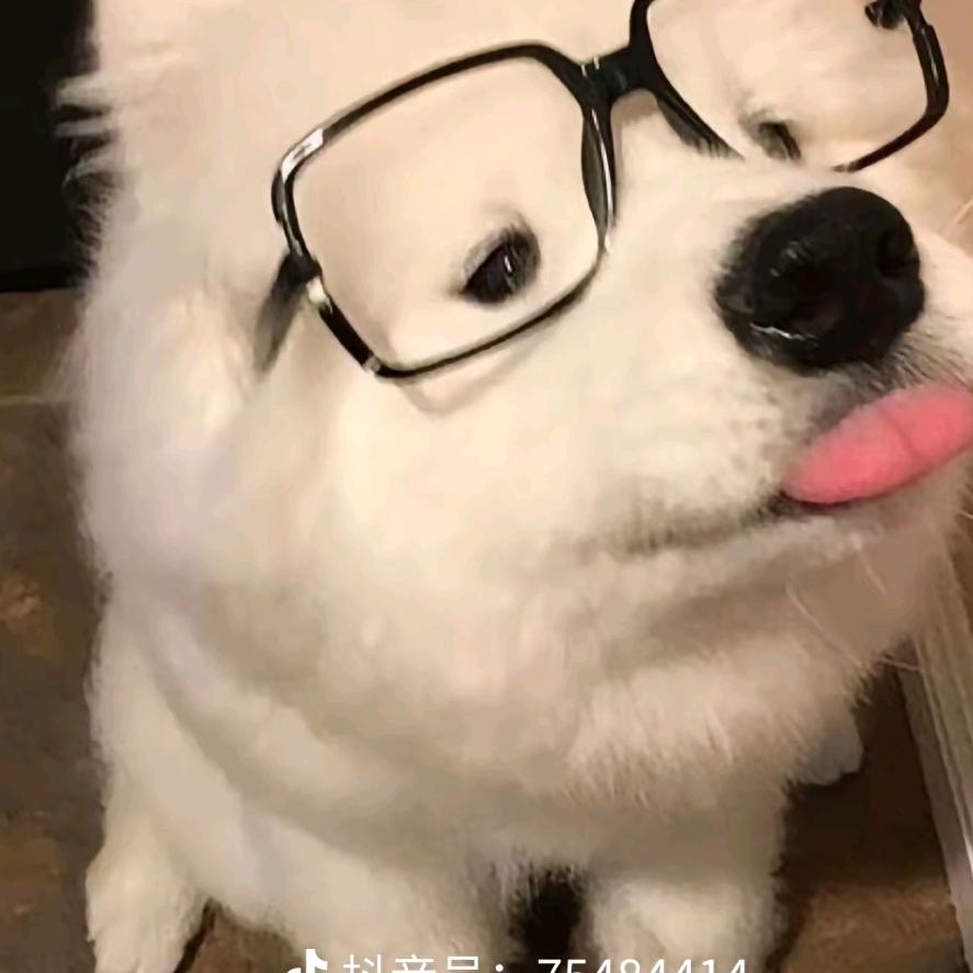 玉桂狗