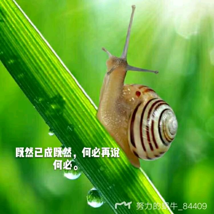 努力的蜗牛