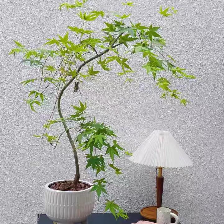 🍀᭄悦💞己ꦿ༉: ღ᭄