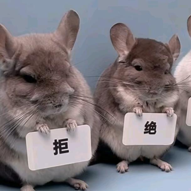 江桉桉头像