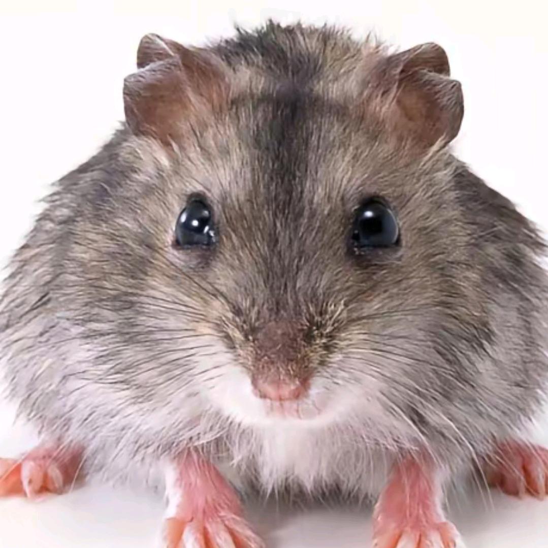 一只跑刀仔（忘本）