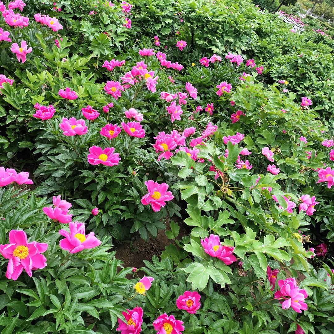 幸🌹福🌺人🌸生