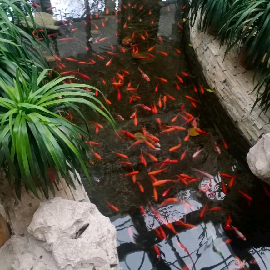 水里泡着小金鱼🐠🐠🐠🐠