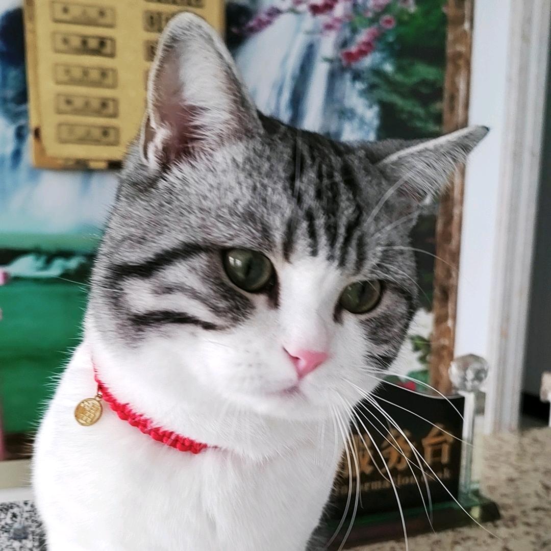 李小虎和李小乐
