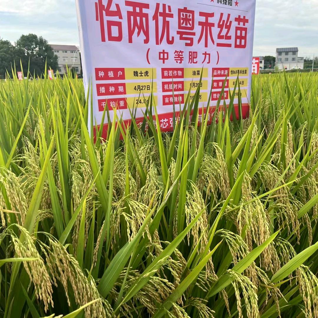 怡两优粤禾丝苗