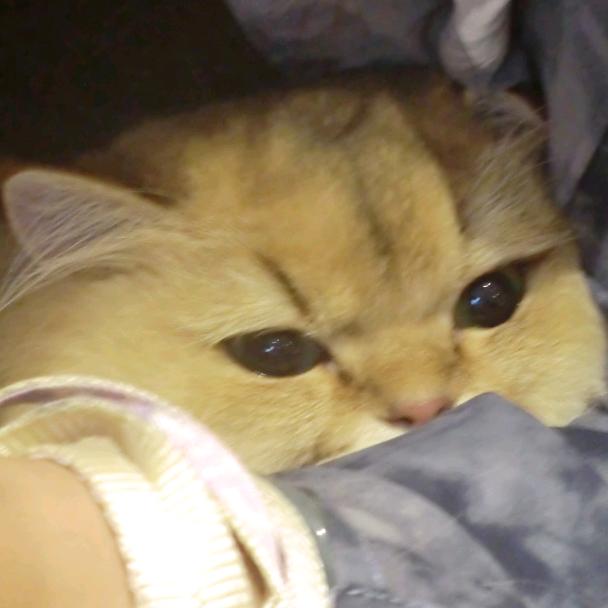 小猫学会捉迷藏