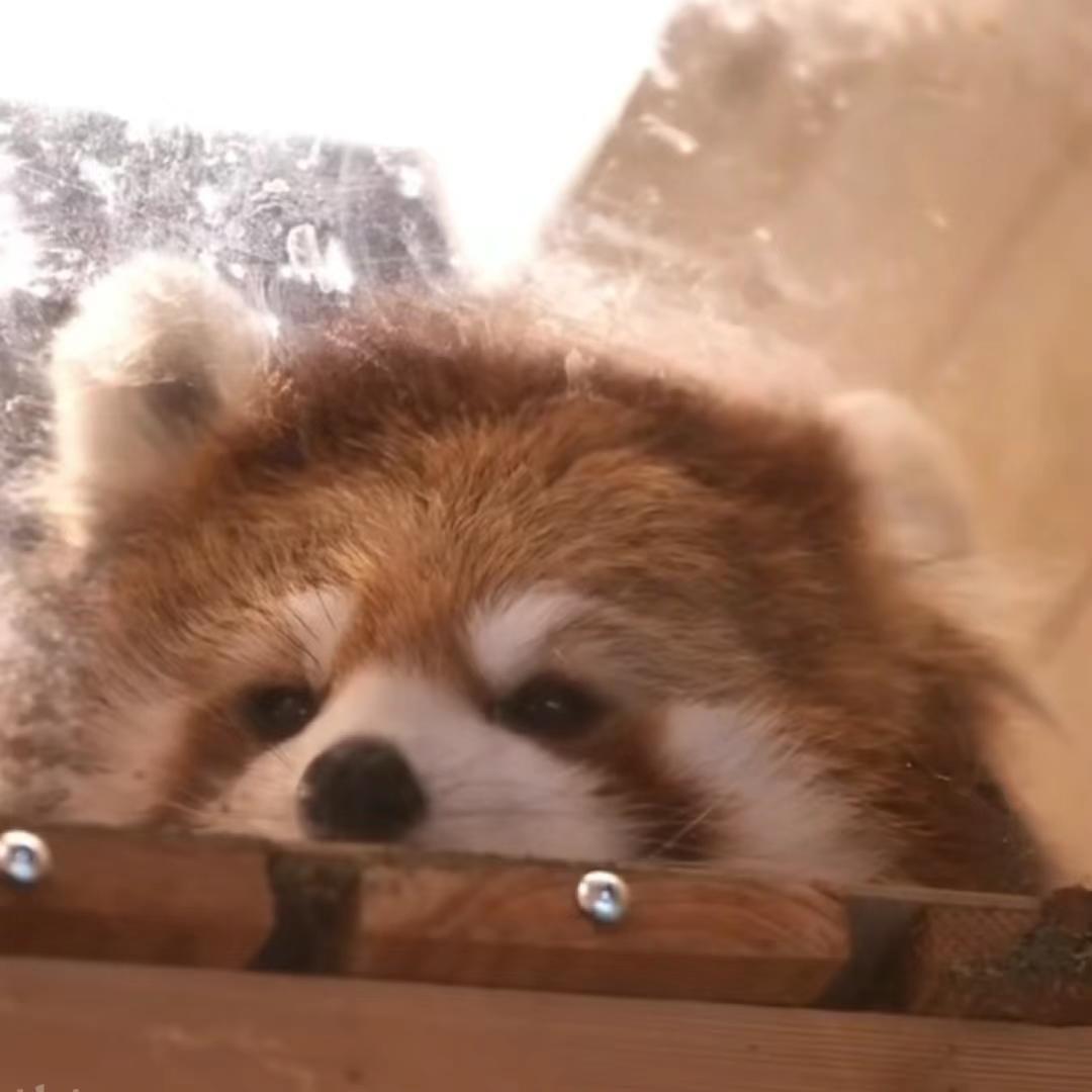 吃饱发饭晕
