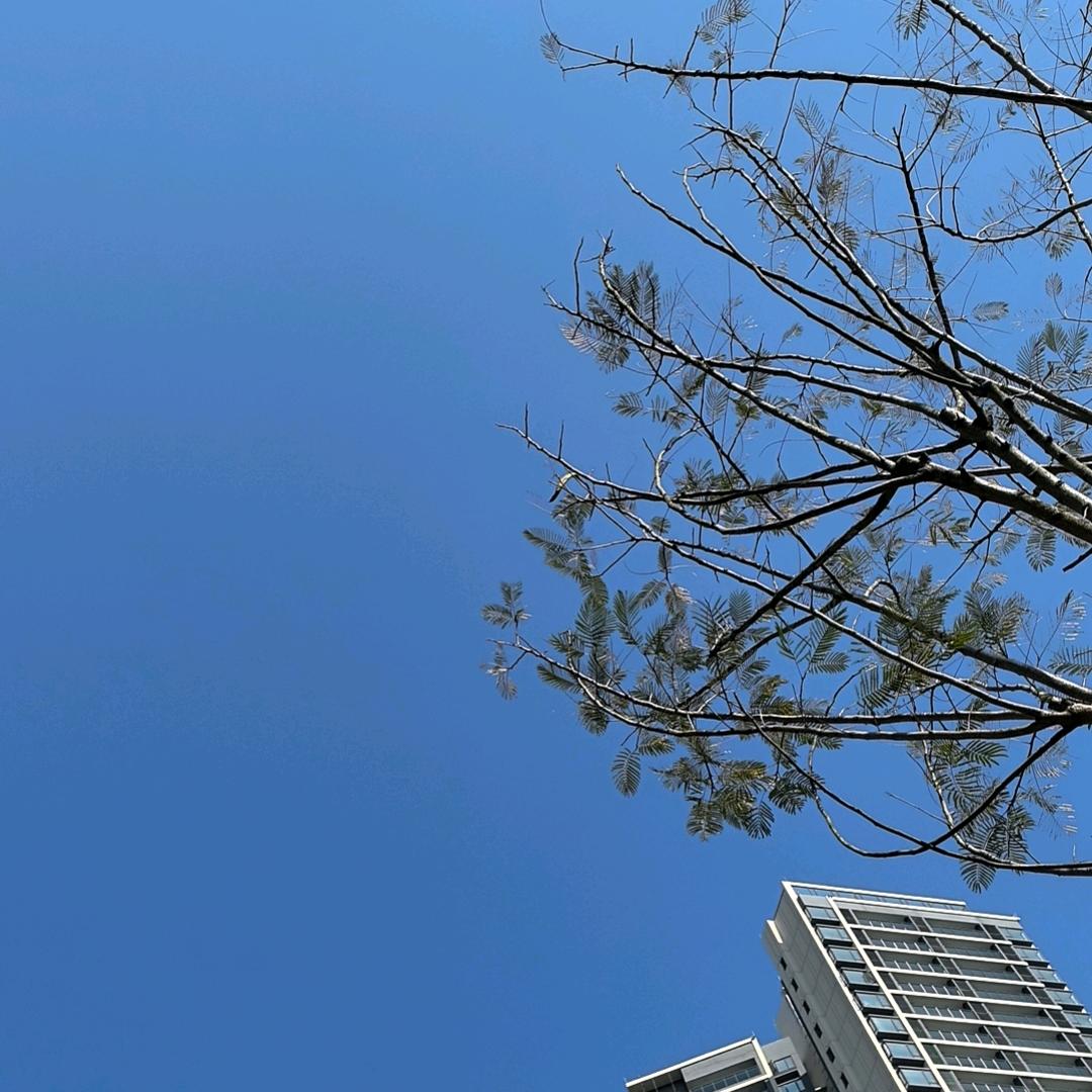 葵葵葵花
