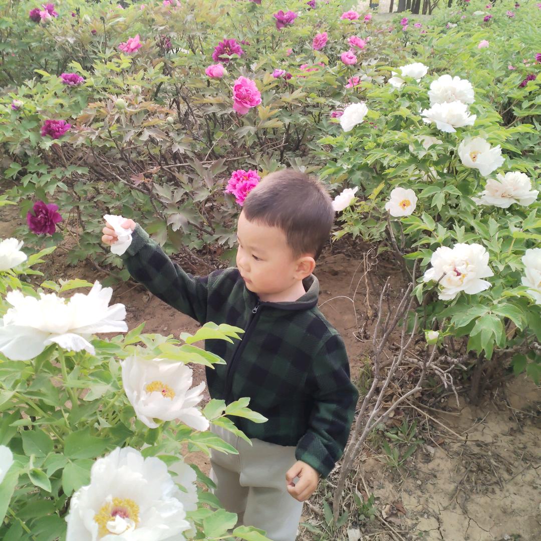 太阳花