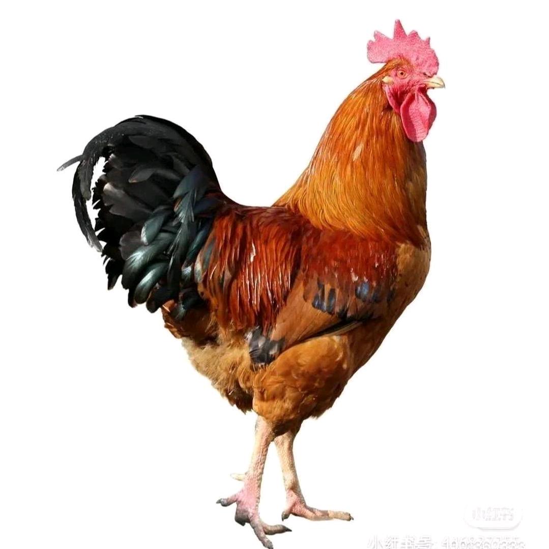 辉黄有你