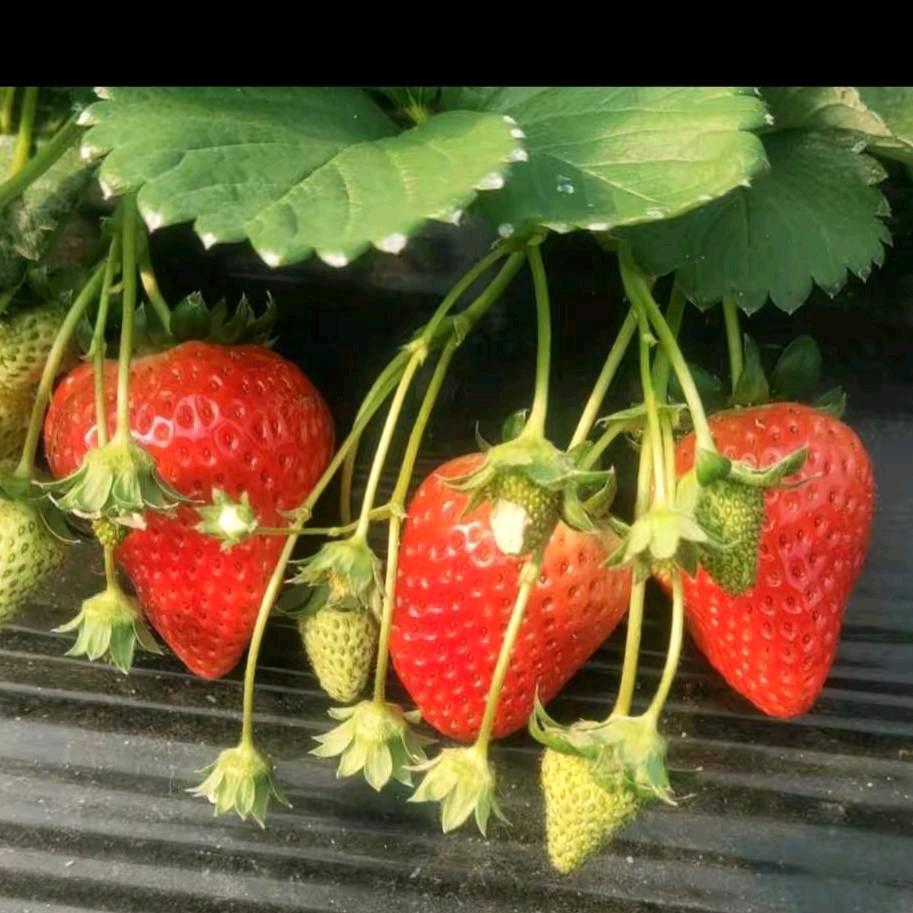 蒙阴莓好草莓园🌹🌹