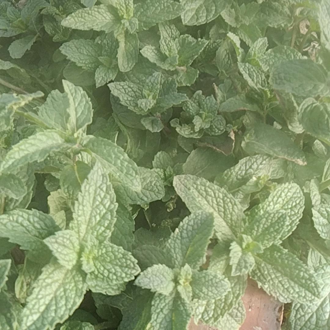 百草堂