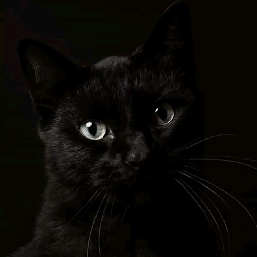 ♂️夜猫♂️