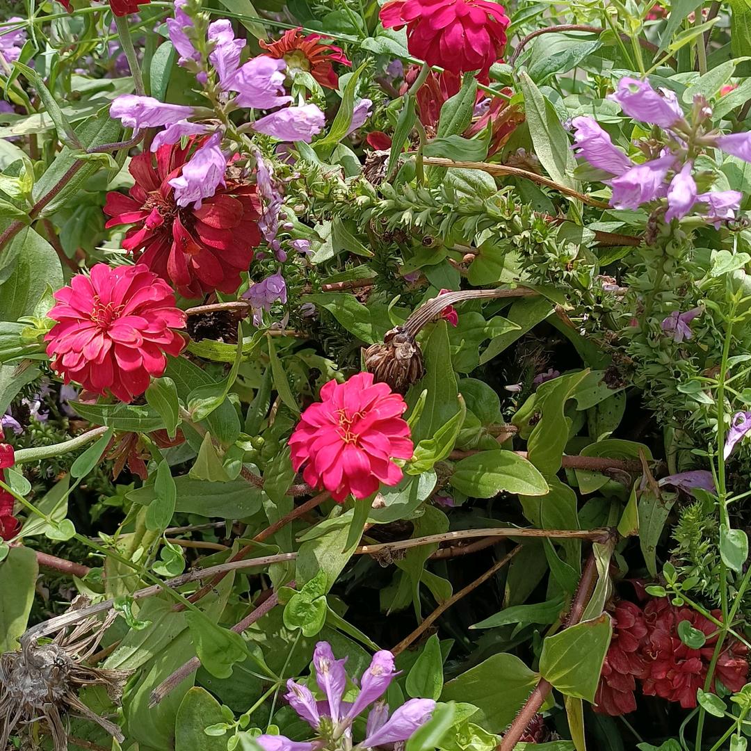 淡淡的🌸花香🌸🌿🌺🌿