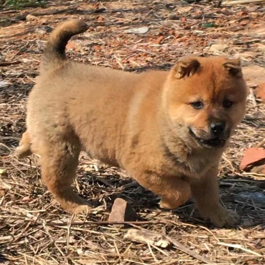 洛阳烛阴动物繁育中心